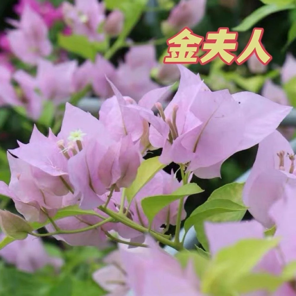 【金夫人】三角梅基地四季勤花品种不带花