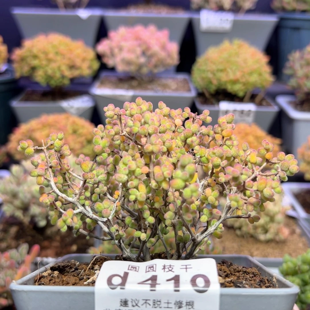 d410糖球白糊斑锦冠幅11cm