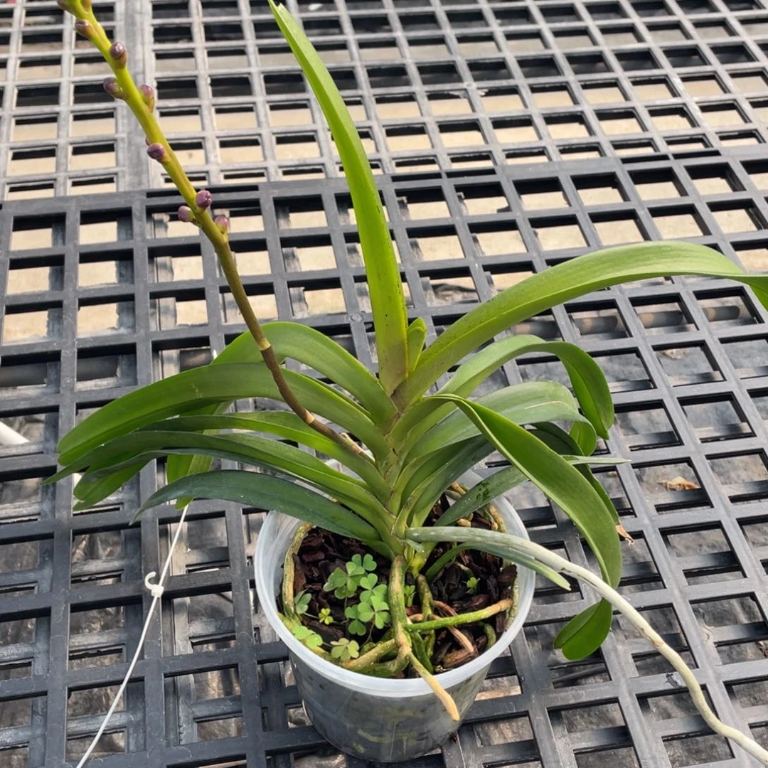 全部花苞4.5蓝色柠檬