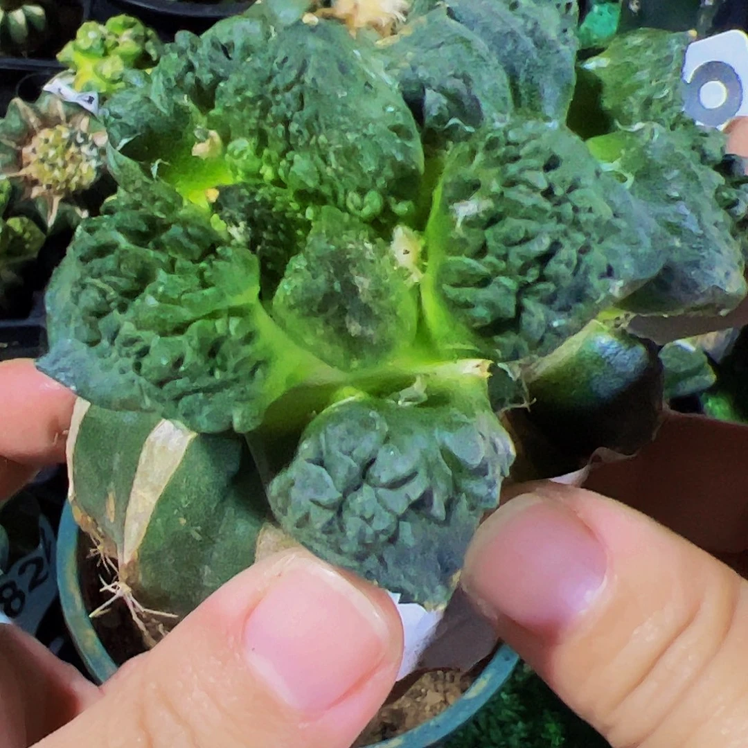 无花朵双头无毛连山怒涛牡丹472
