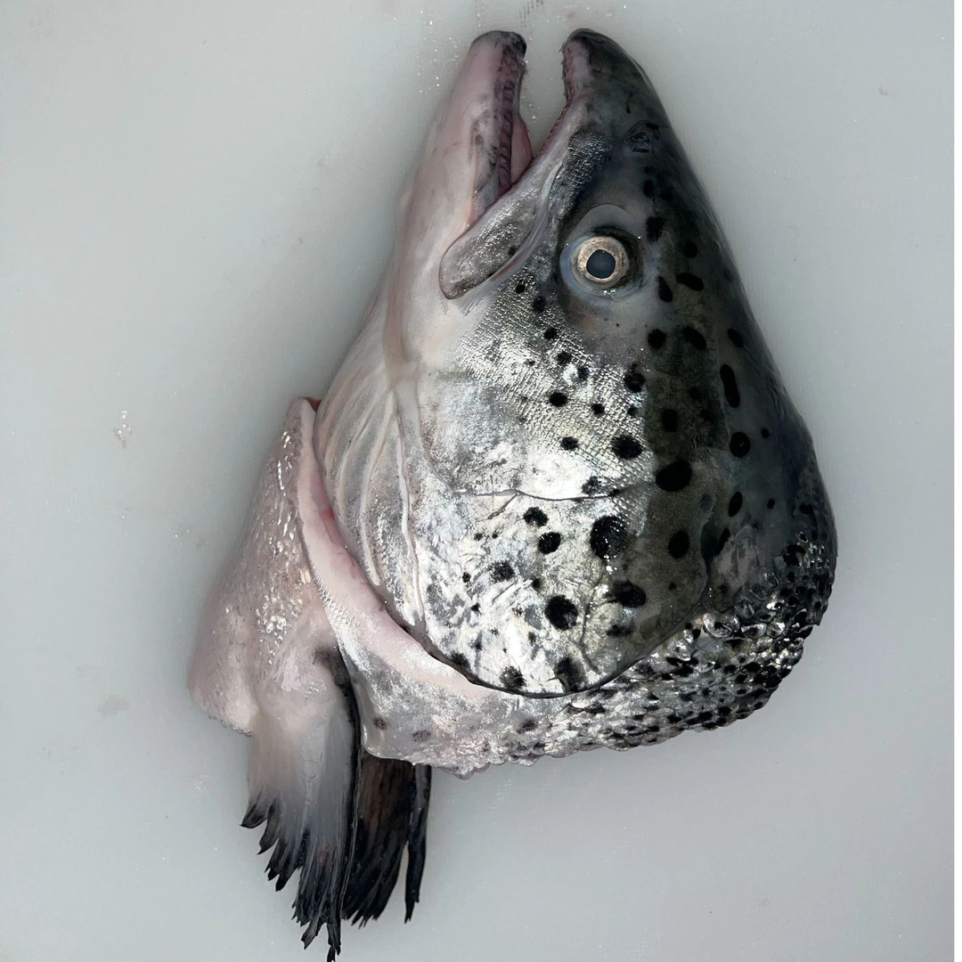 新鲜现切三文鱼鱼头冷冻发货顺丰包邮可烹饪多种做法