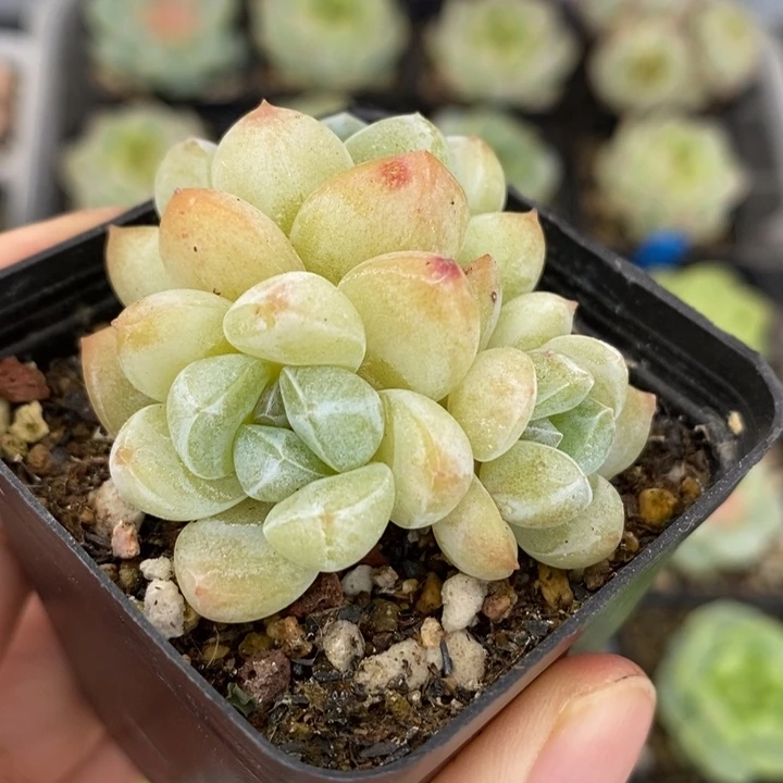 小陶的多肉 雪媚娘