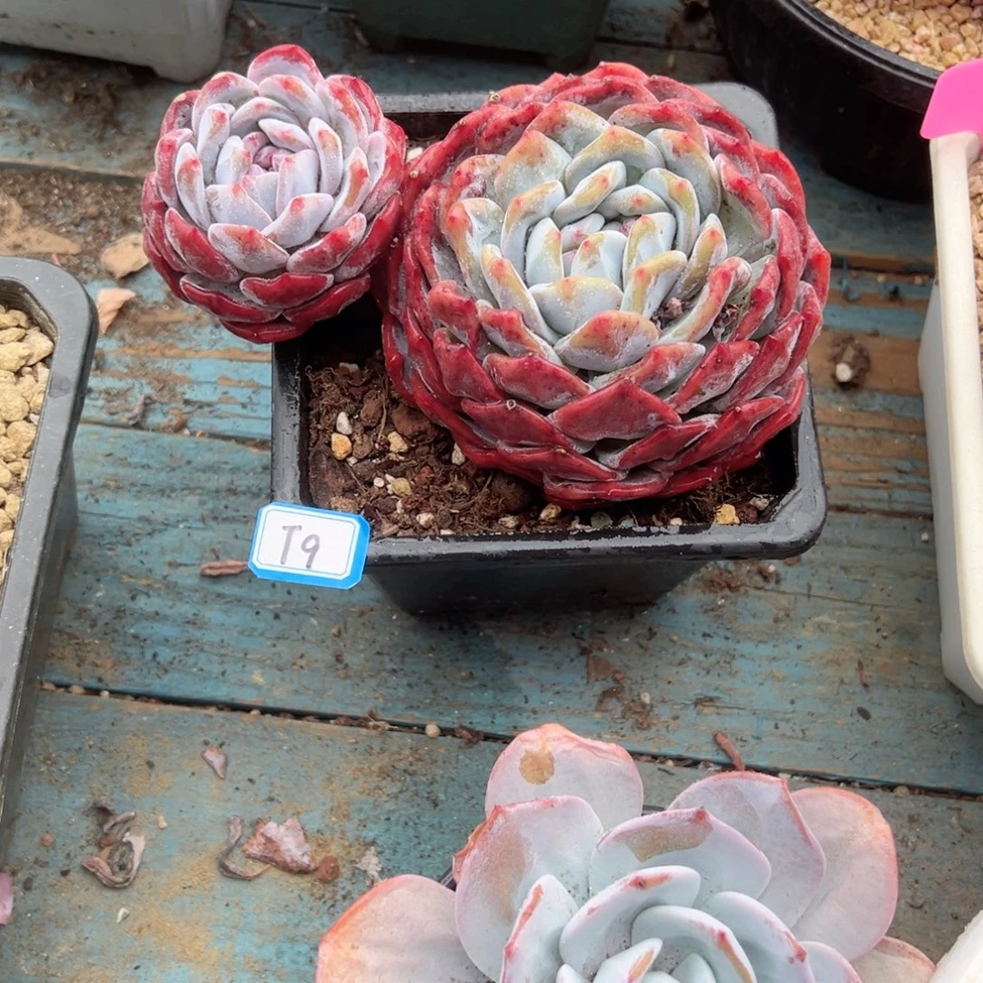 宁***远精品多肉植物老桩