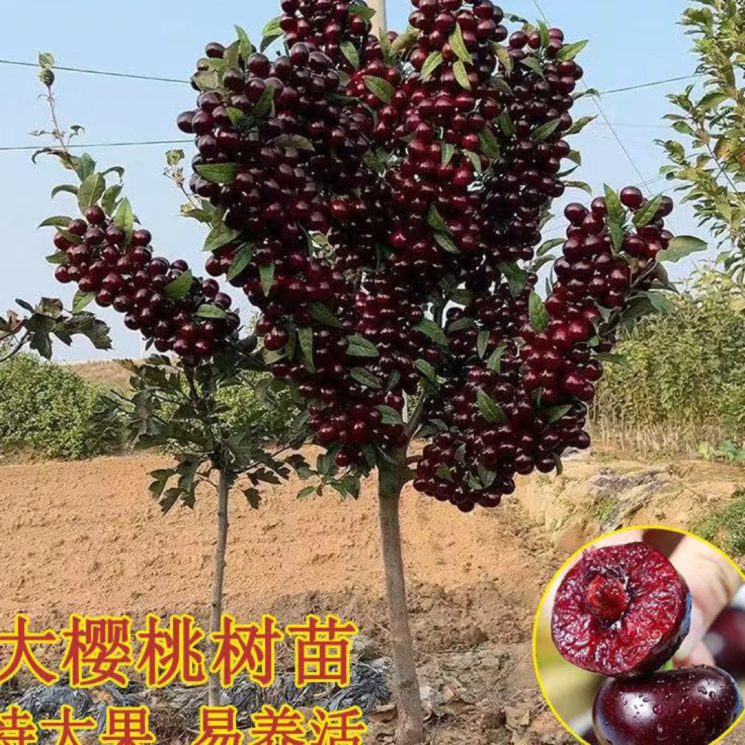 大樱桃树苗适合南方北方种植可盆栽庭院果树