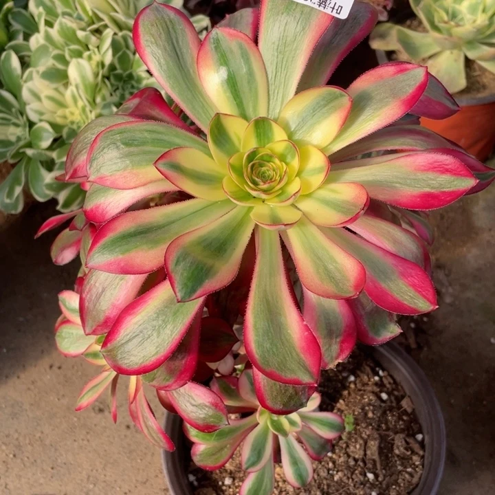 856烈焰多肉12344678多肉