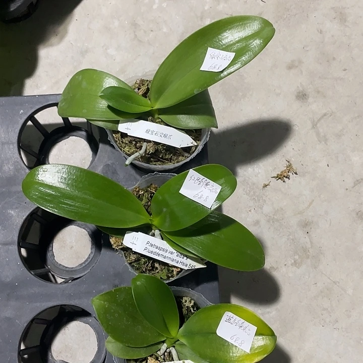 完全开放处理拯救蓝路帝交品➕绿宝石交品➕红路德交品3不售后