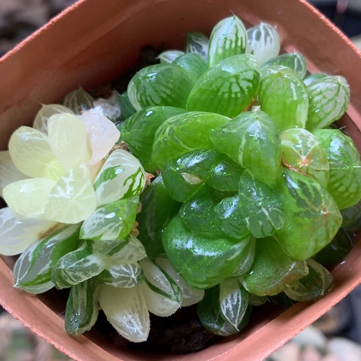 苏州玉露锦daiernvt
