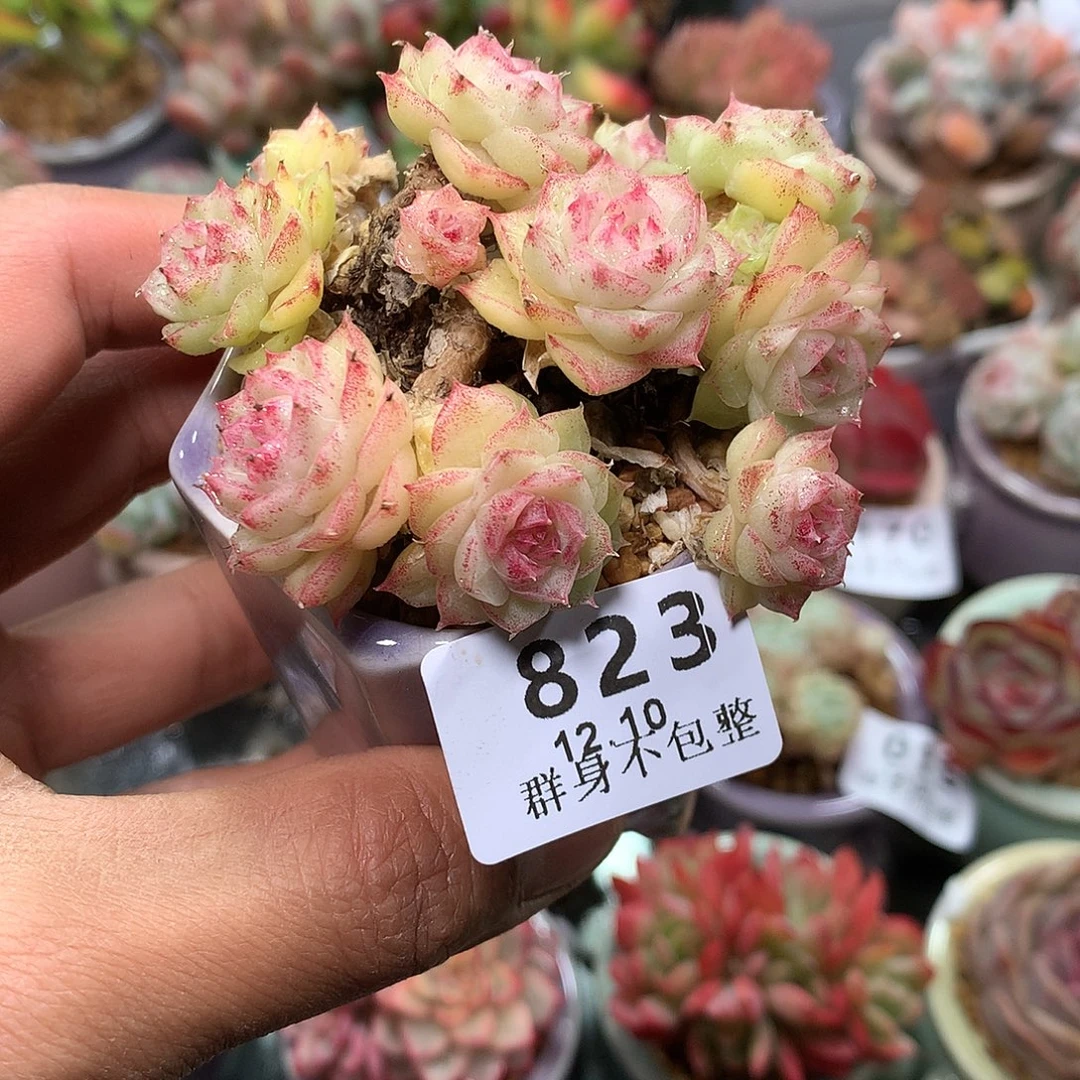 精控拇指盆12.10823