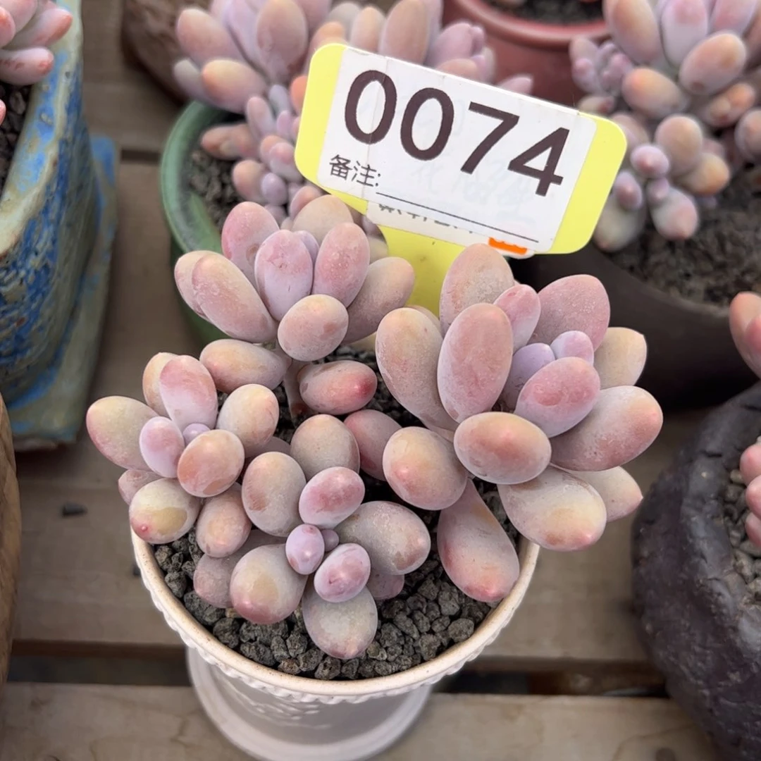 海狸美人多肉植物