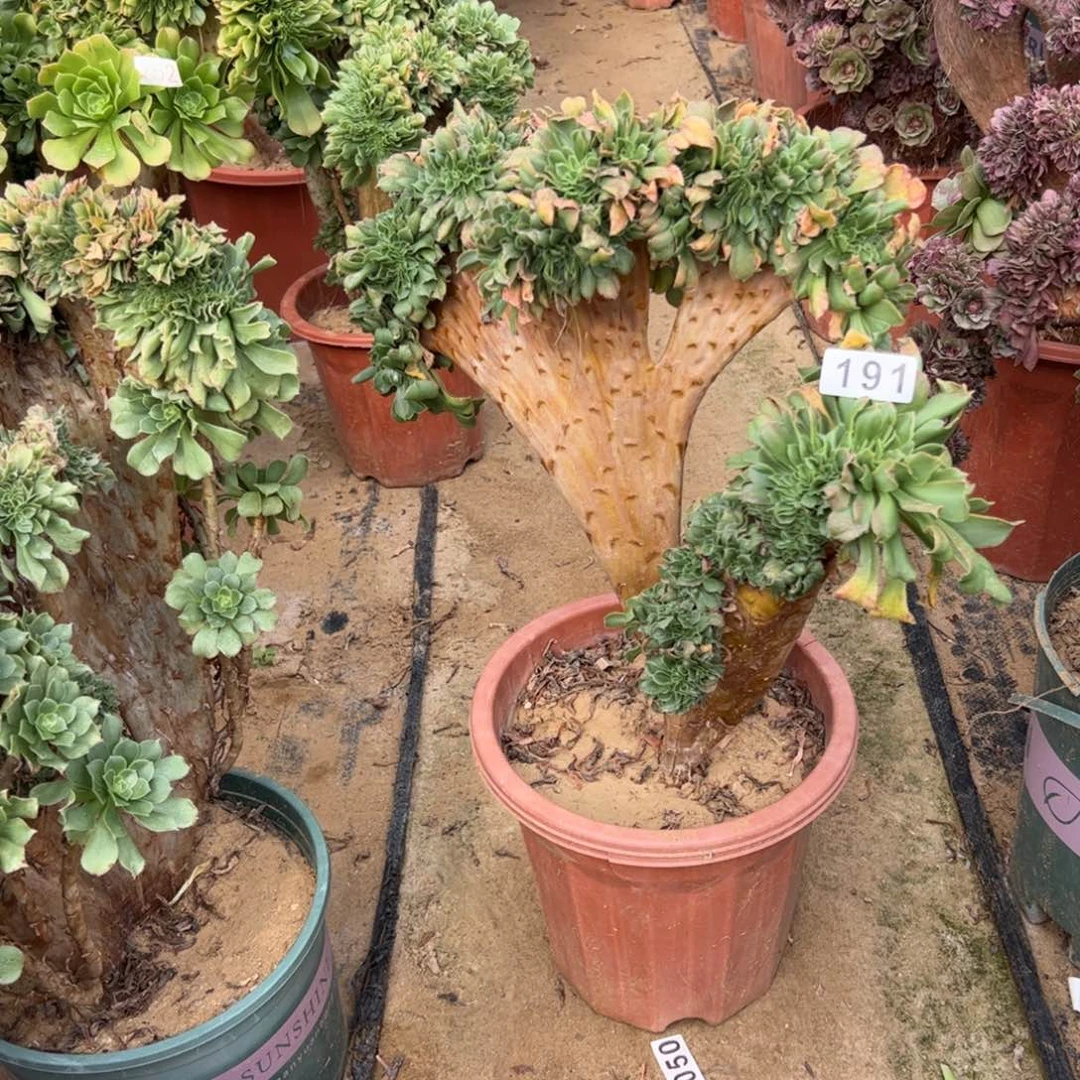 有伤小叶香191啦啦