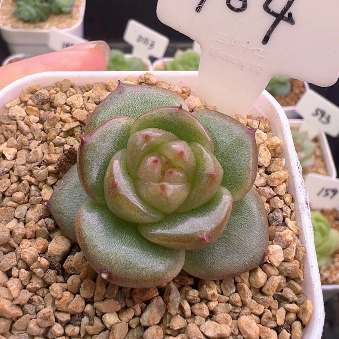 704号宽叶珍妮 晗雨多肉