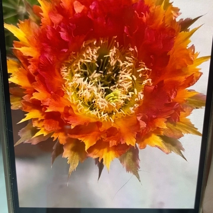 彩草橙红羽毛侧芽2.5公分左右