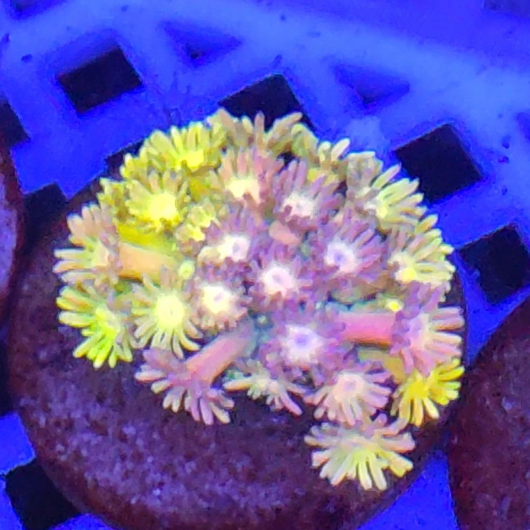 智海珊瑚不支持退货不包邮接受再下单