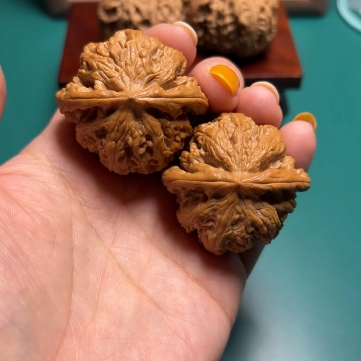 核桃41尺寸大粗筋