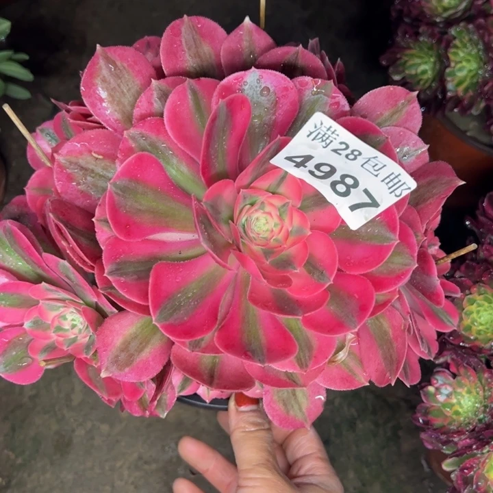 4987女巫多肉植物