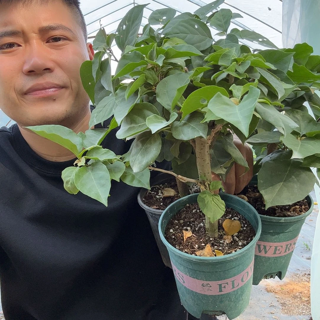 无花朵三角梅46号