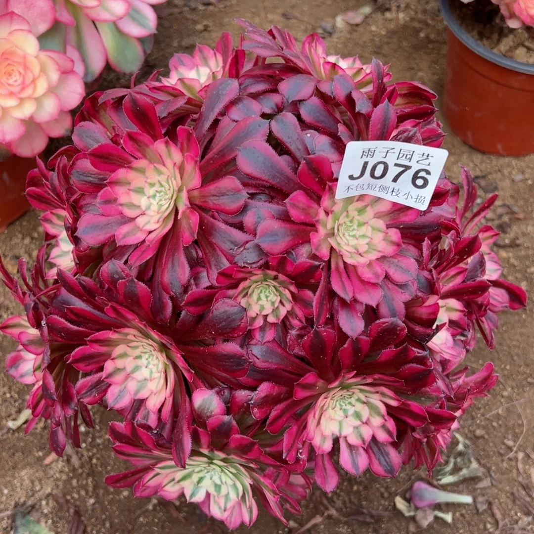 076红彤白尺寸28左右