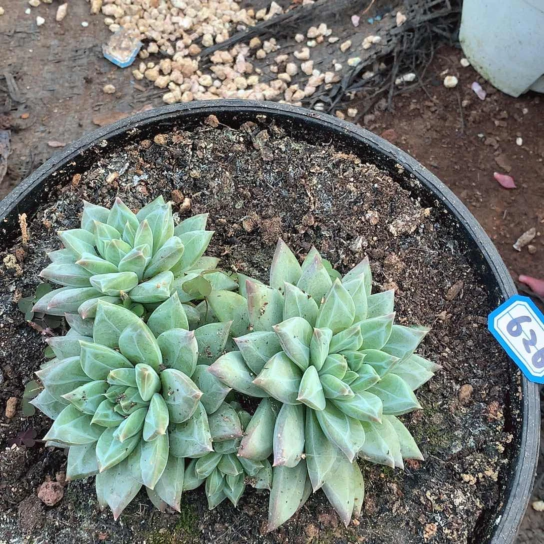 626美人一物一拍多肉