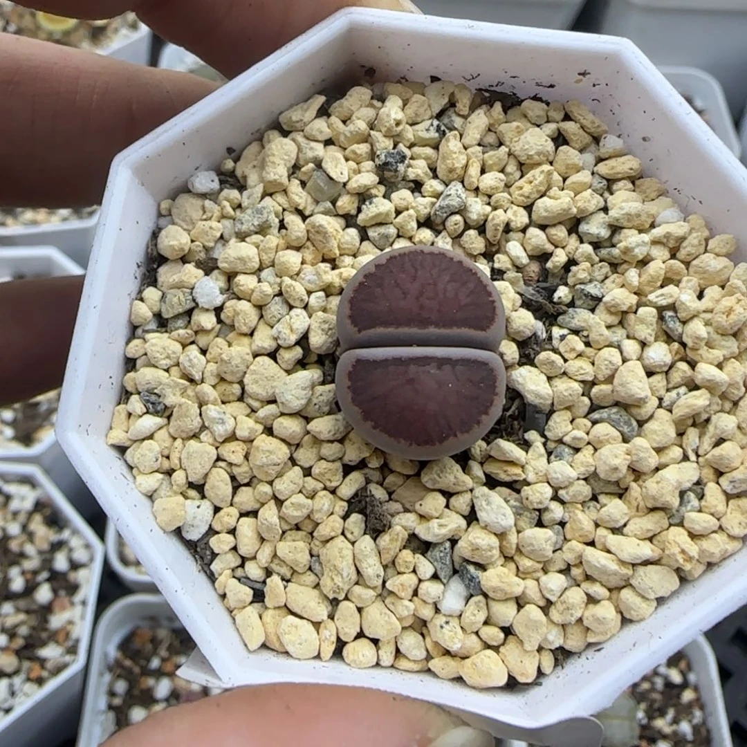 紫菊母本大棚直播30包邮