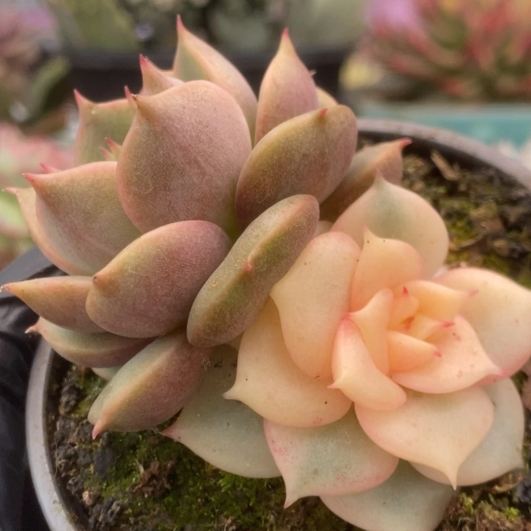 625贝加尔湖锦锦锦锦锦锦