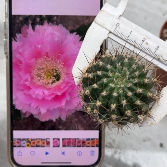 彩草云锦侧芽4公分左右