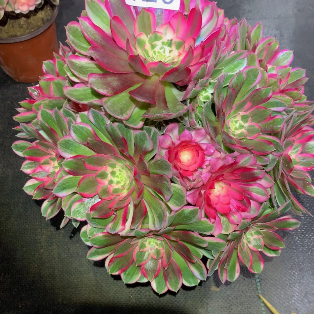 美***情法师多肉植物120孔雀翎