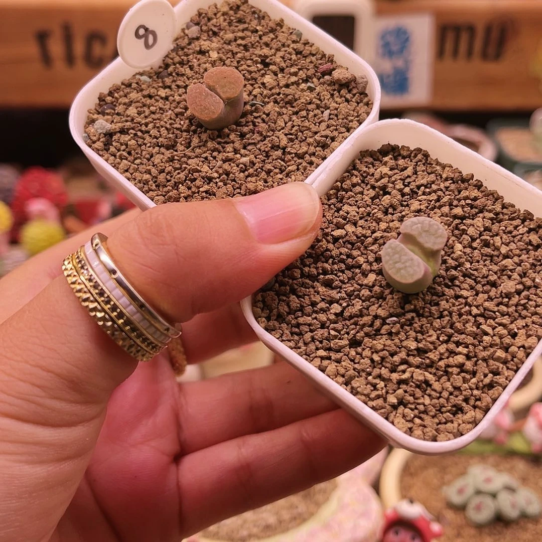 两颗铁带盆土发货