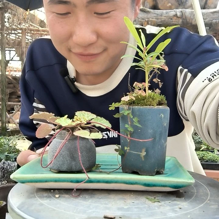 M***e小盆景小植物一物一拍62