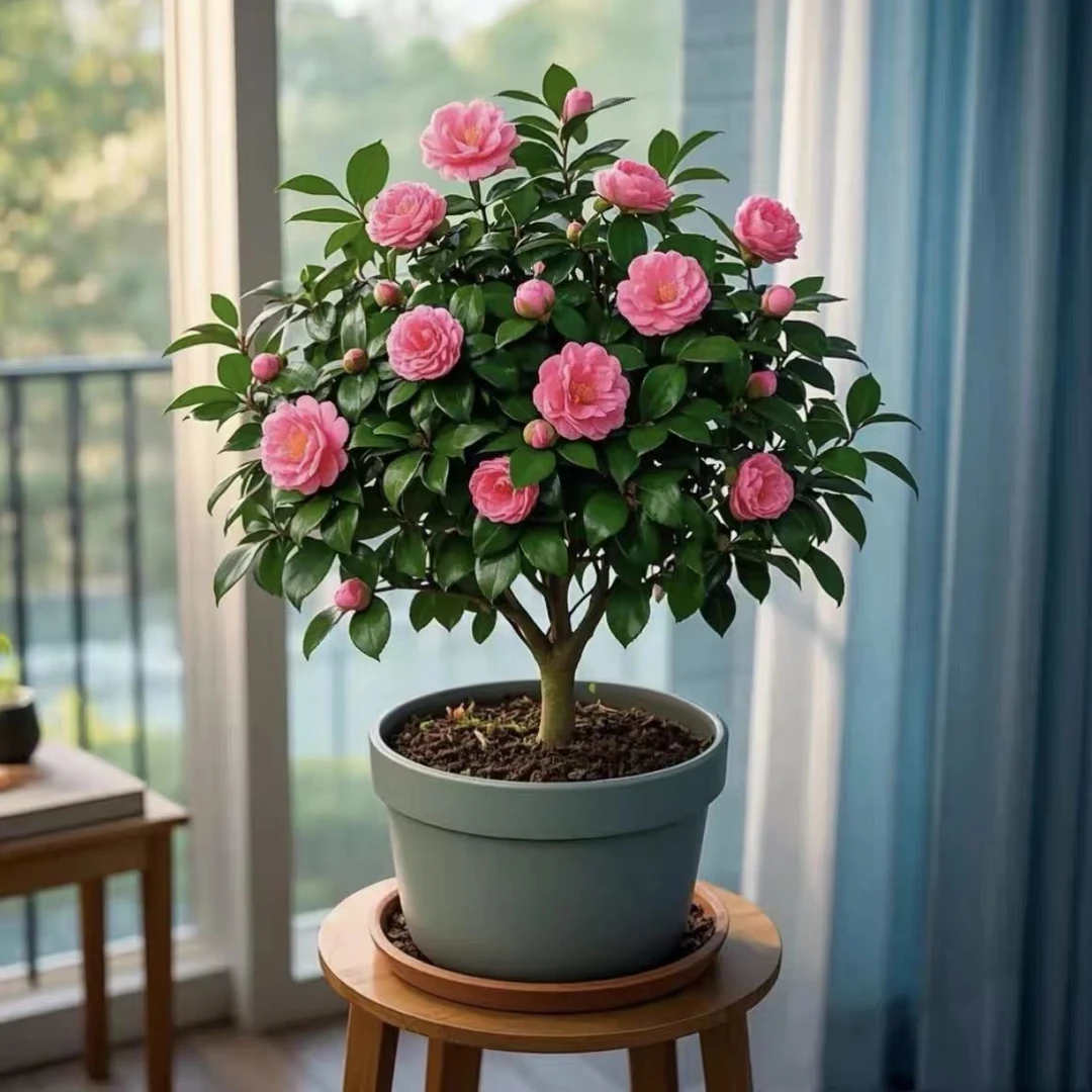 【茶梅】盆栽 带花苞发货 耐寒 可用于阳台庭院四季花卉