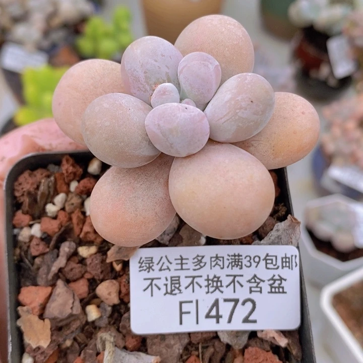 橙奶5cm472多肉植物