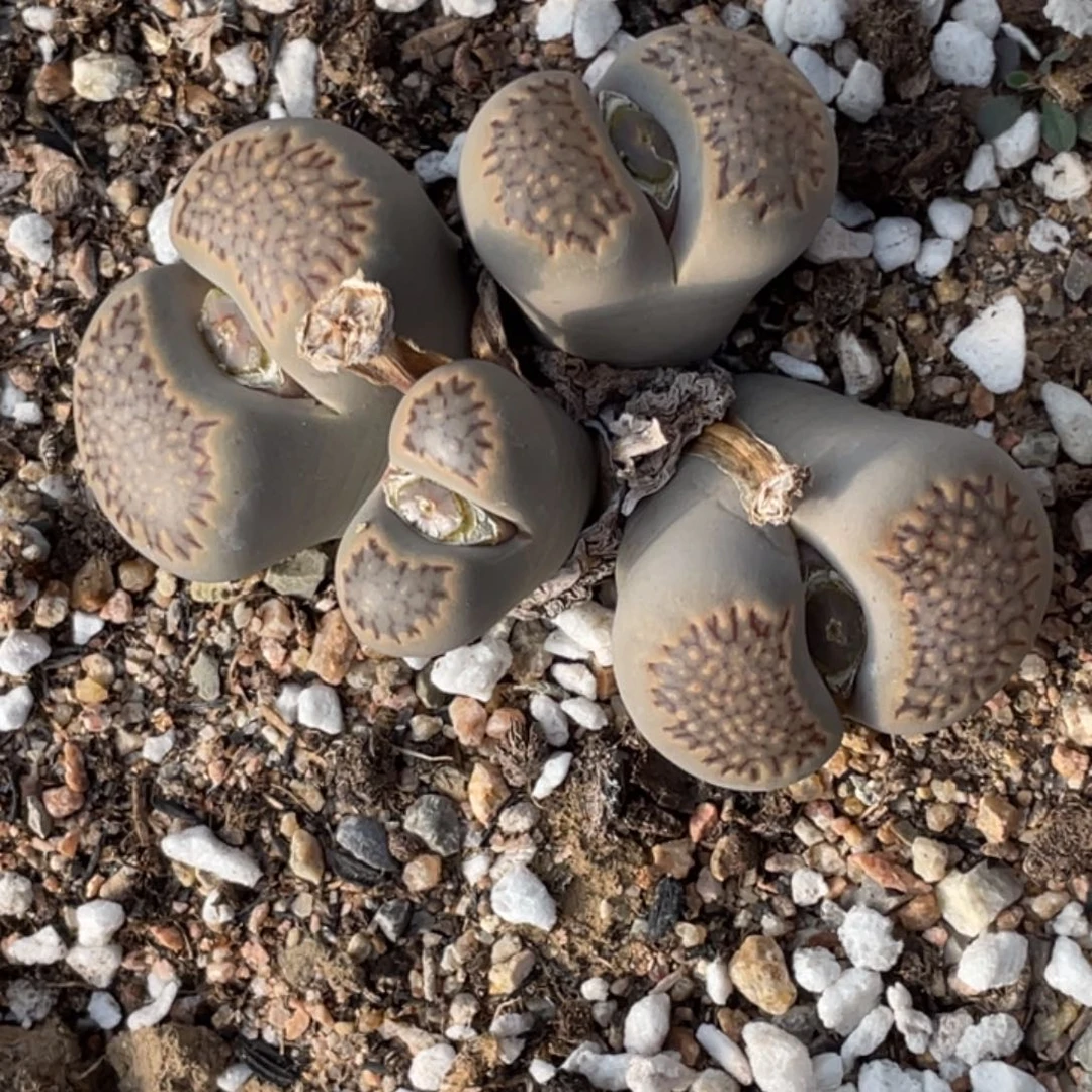 非偏远满20包邮175