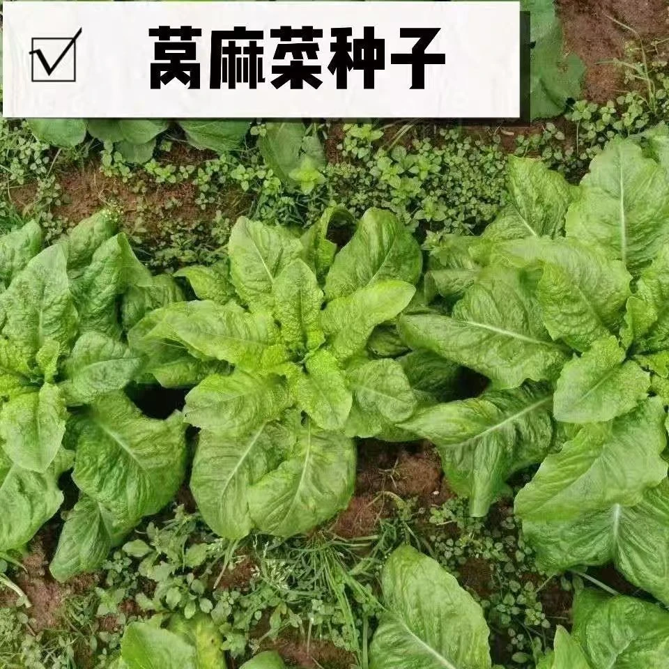 【全店满6包包邮】窝麻菜种子