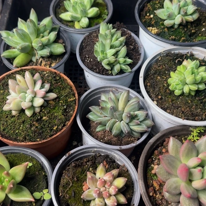 130多肉植物一物一拍