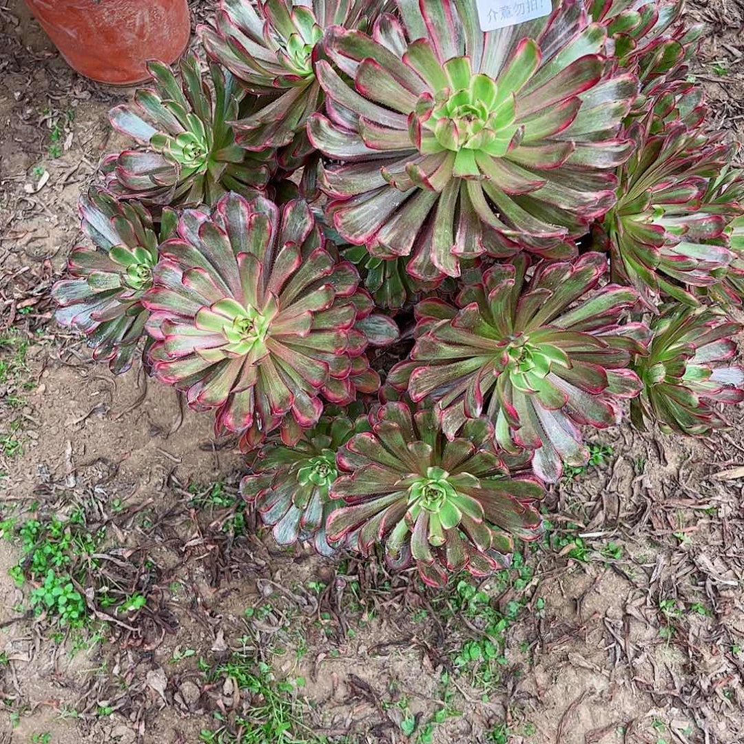 无花朵低*.多肉植物441