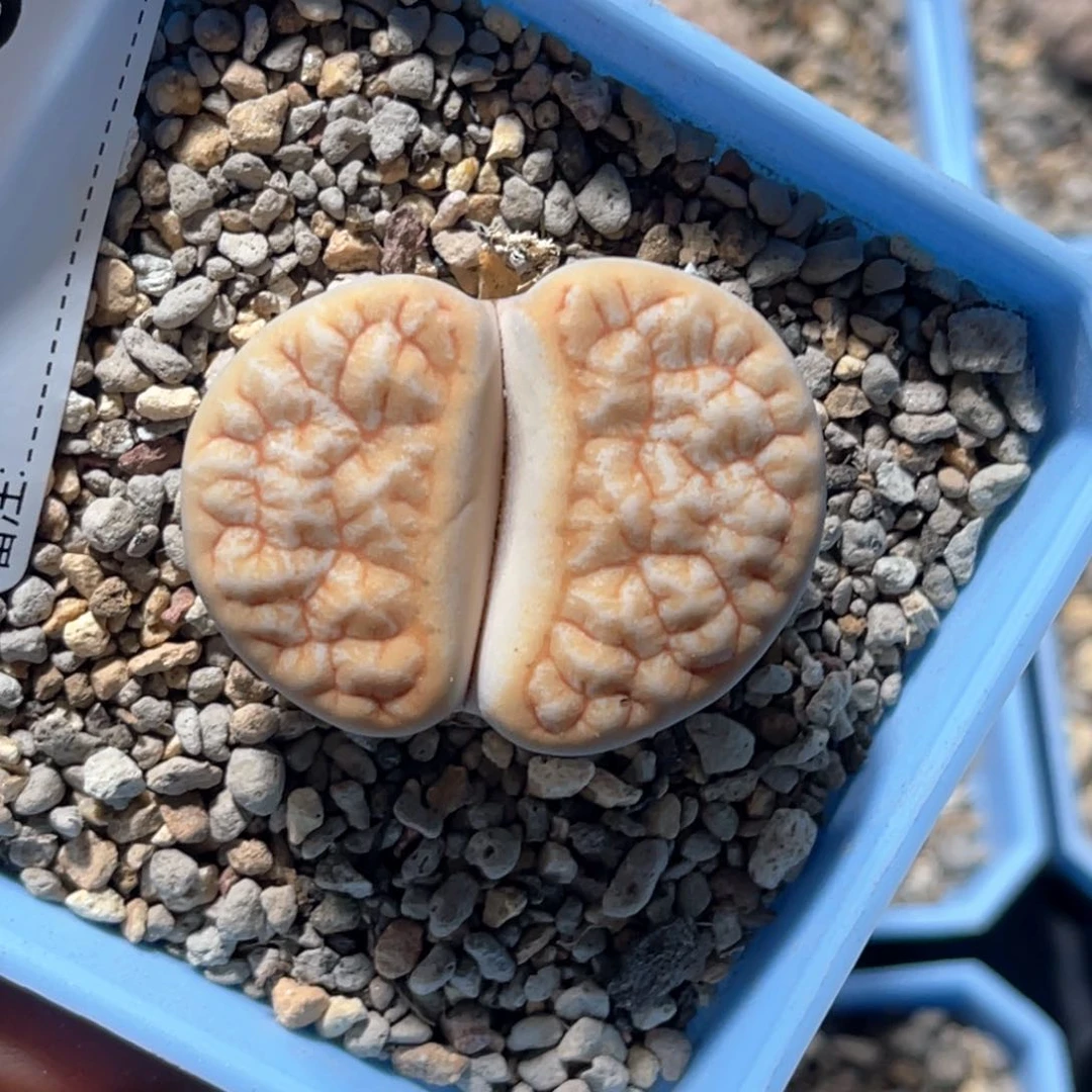 照***鱼4718拿铁荒1专拍专拍