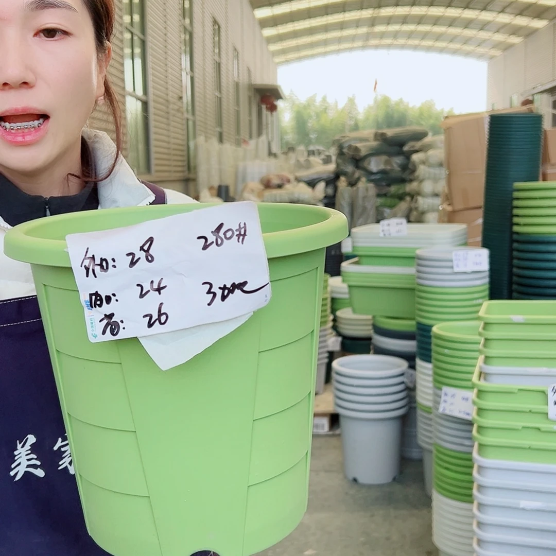 玫瑰盆280#果绿5个无托