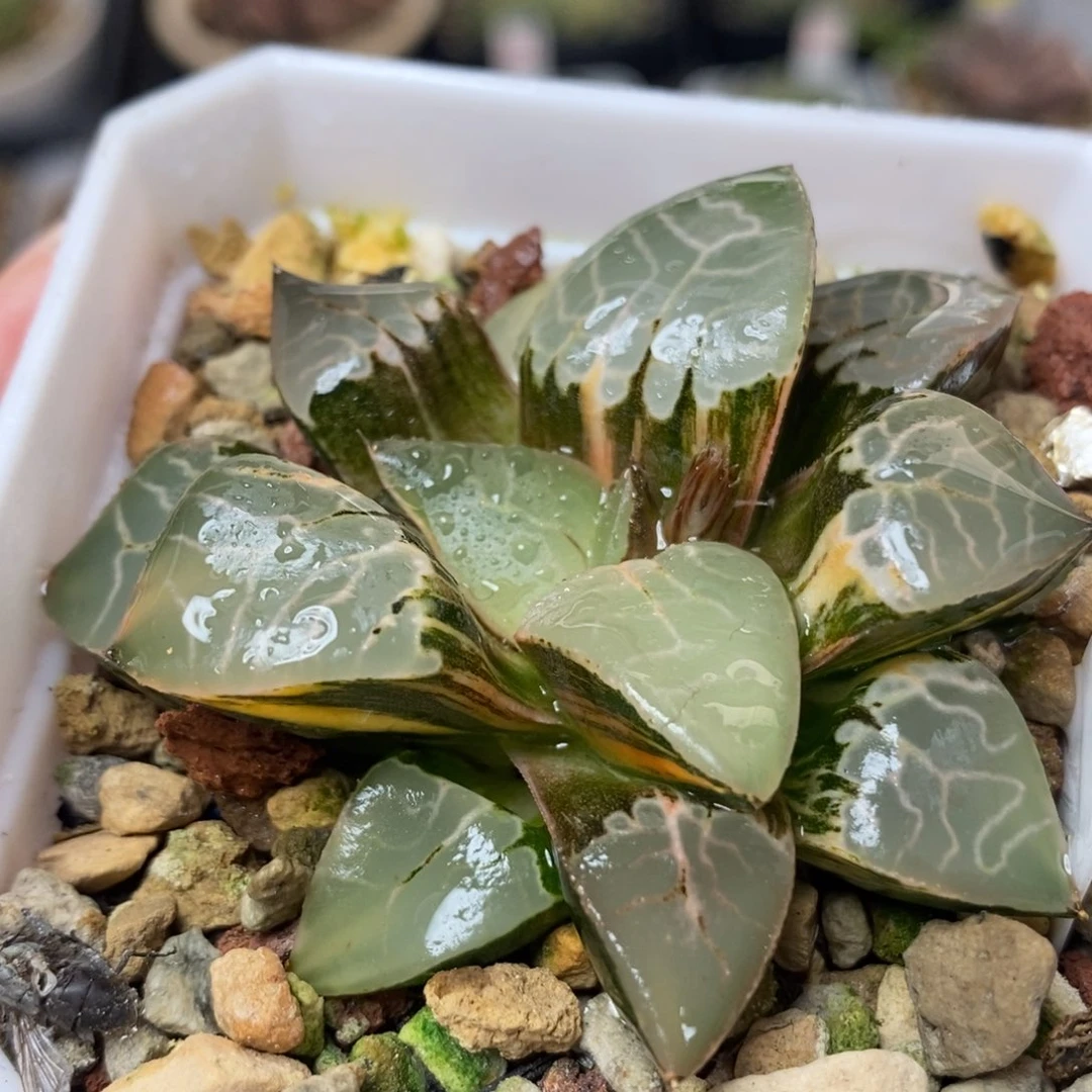 509火凤凰锦一物一拍