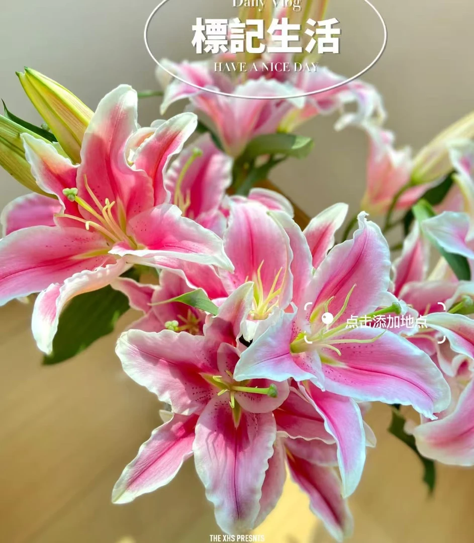 [小王]索尔邦香水百合--任意两单顺丰包邮