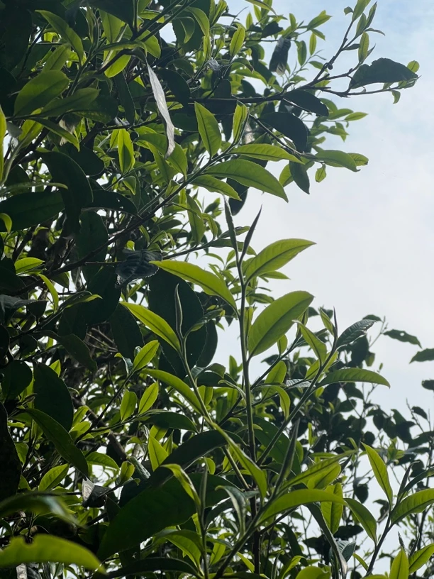 2024班章大树春茶500克散料（生）