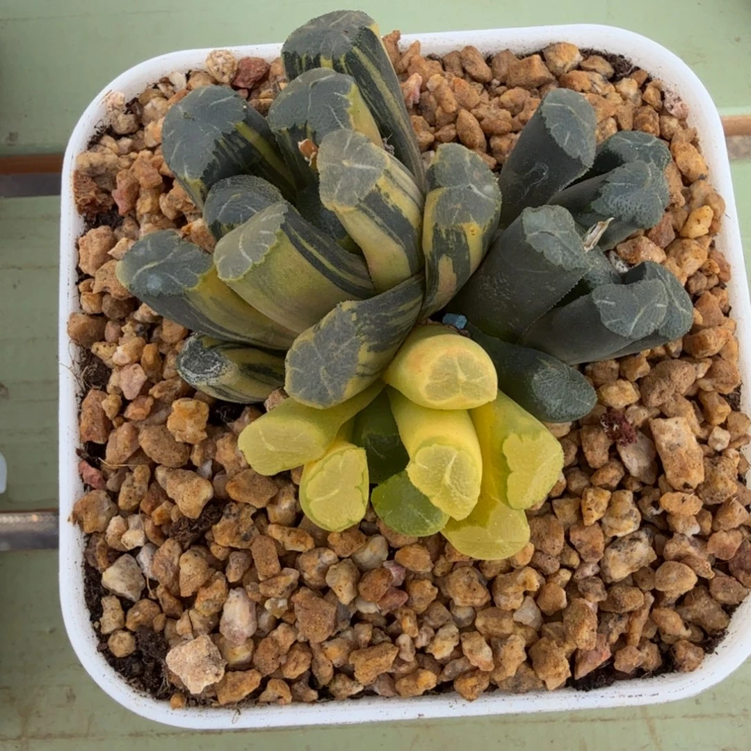 新品肉肉锦上园艺一物一拍