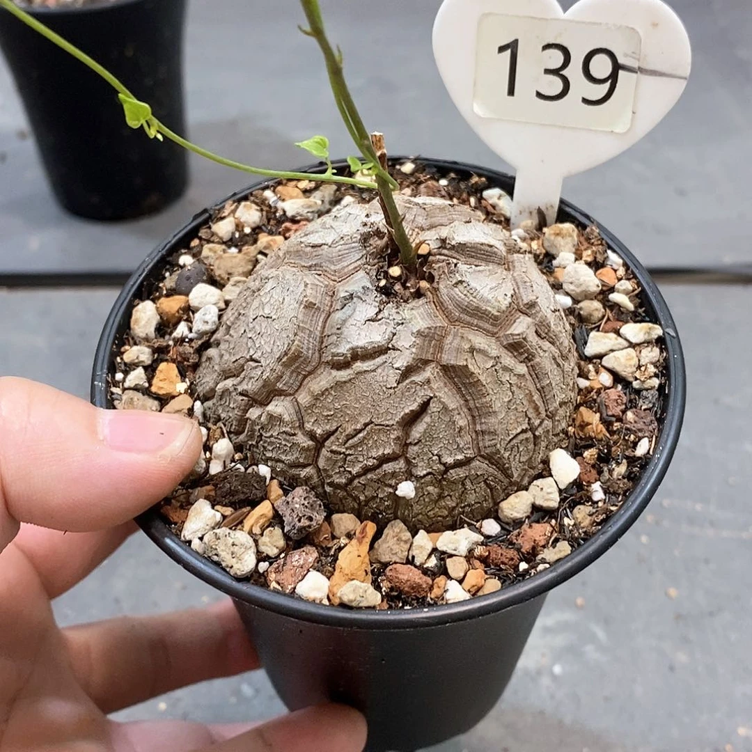 南非龟甲龙龟甲龙