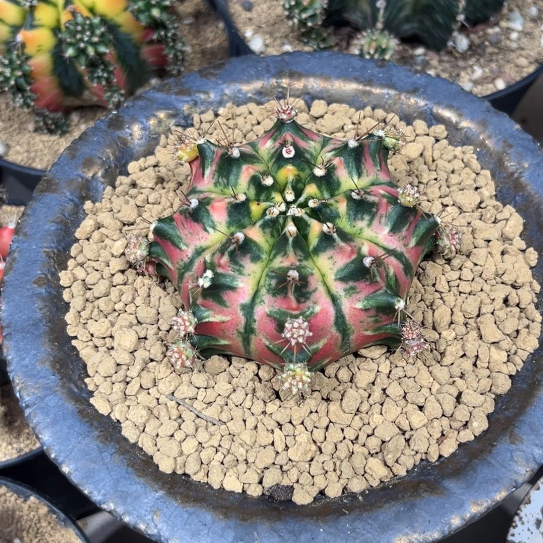 出枪花侧芽———————-可帮养