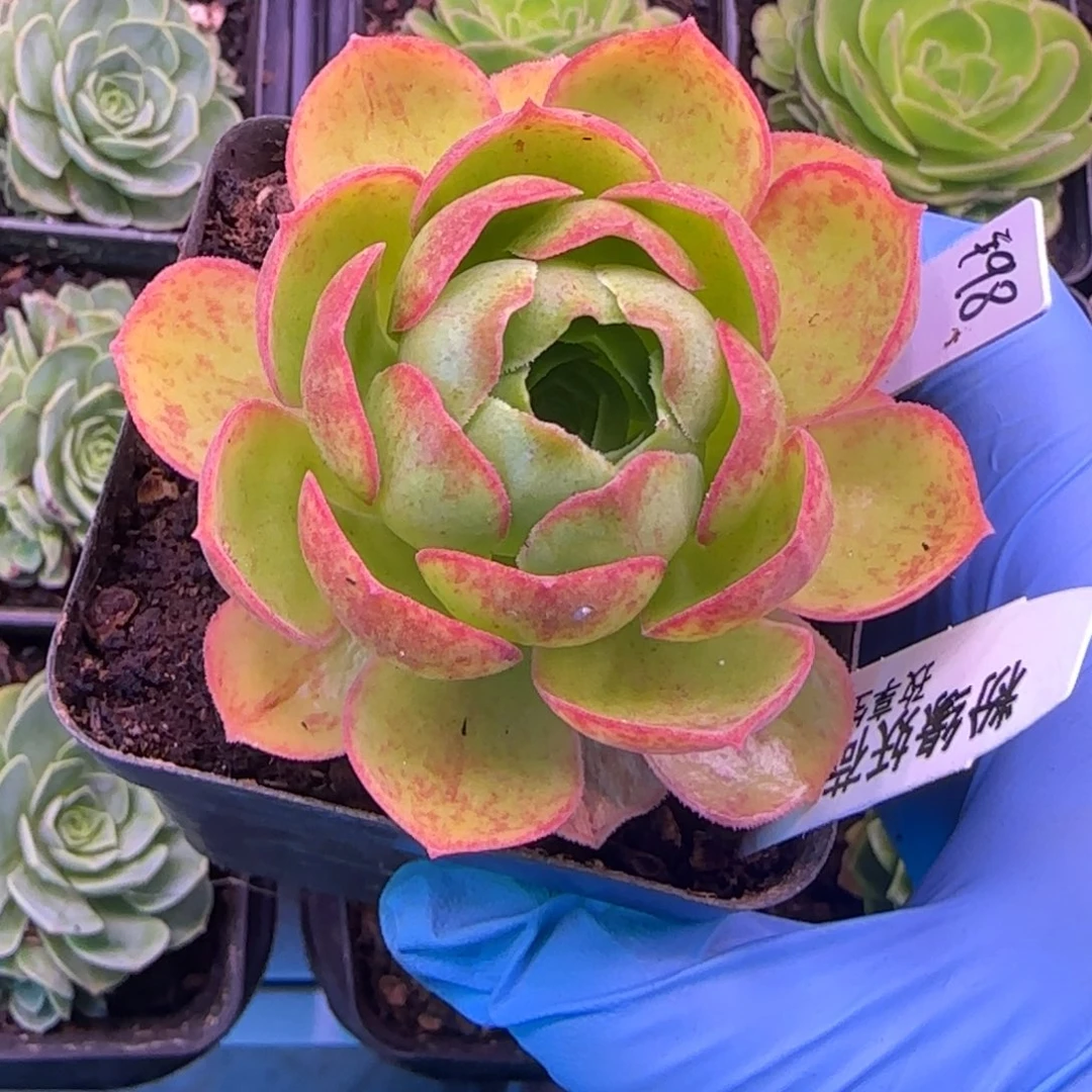 L671半城枚法系列粉缘妖荷不含盆土