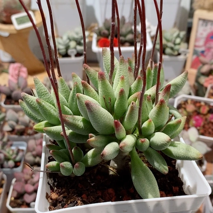 十方老桩子红嘴水泡多肉