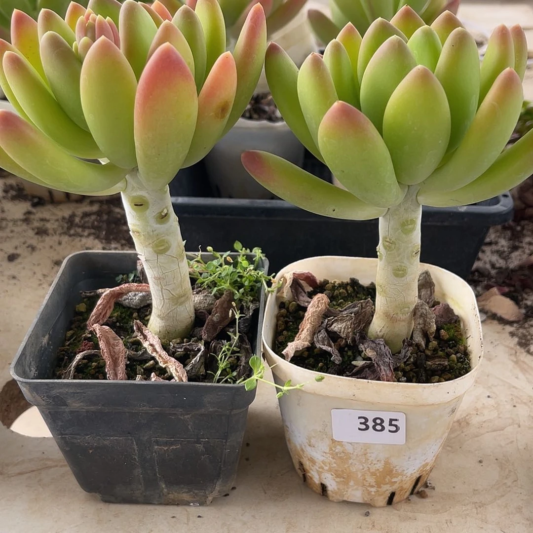 x****6金蝉。 385。 11111111