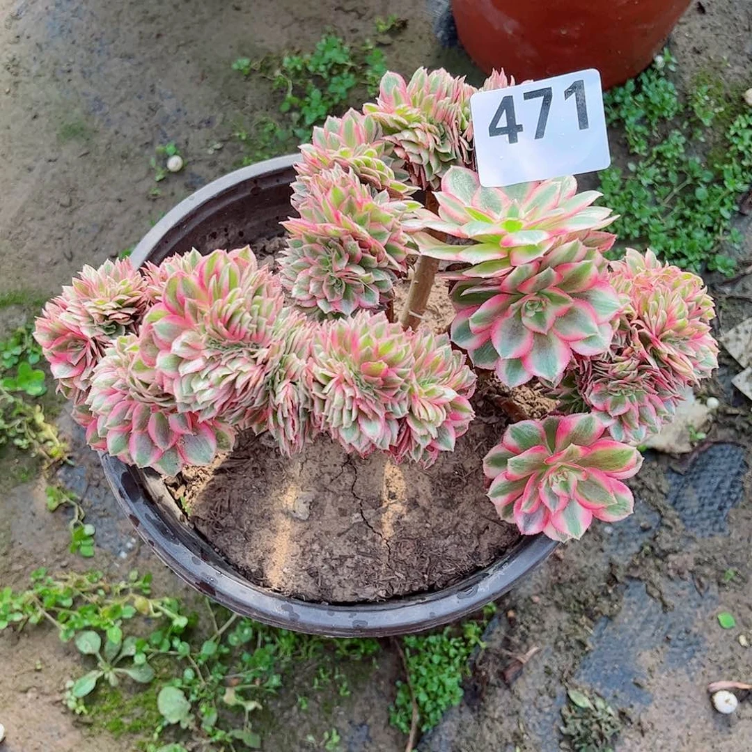 无花朵小****?多肉植物471