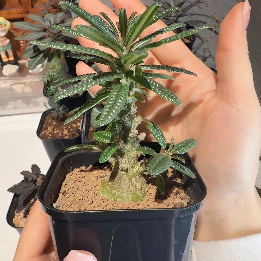 实生泡泡叶巨琉桑一物一拍