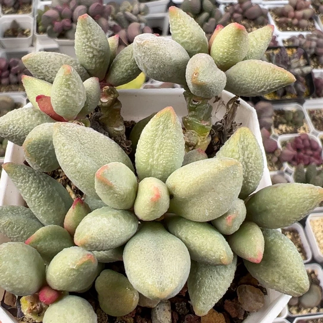 特价白糖豆多头纯木质桩多肉植物