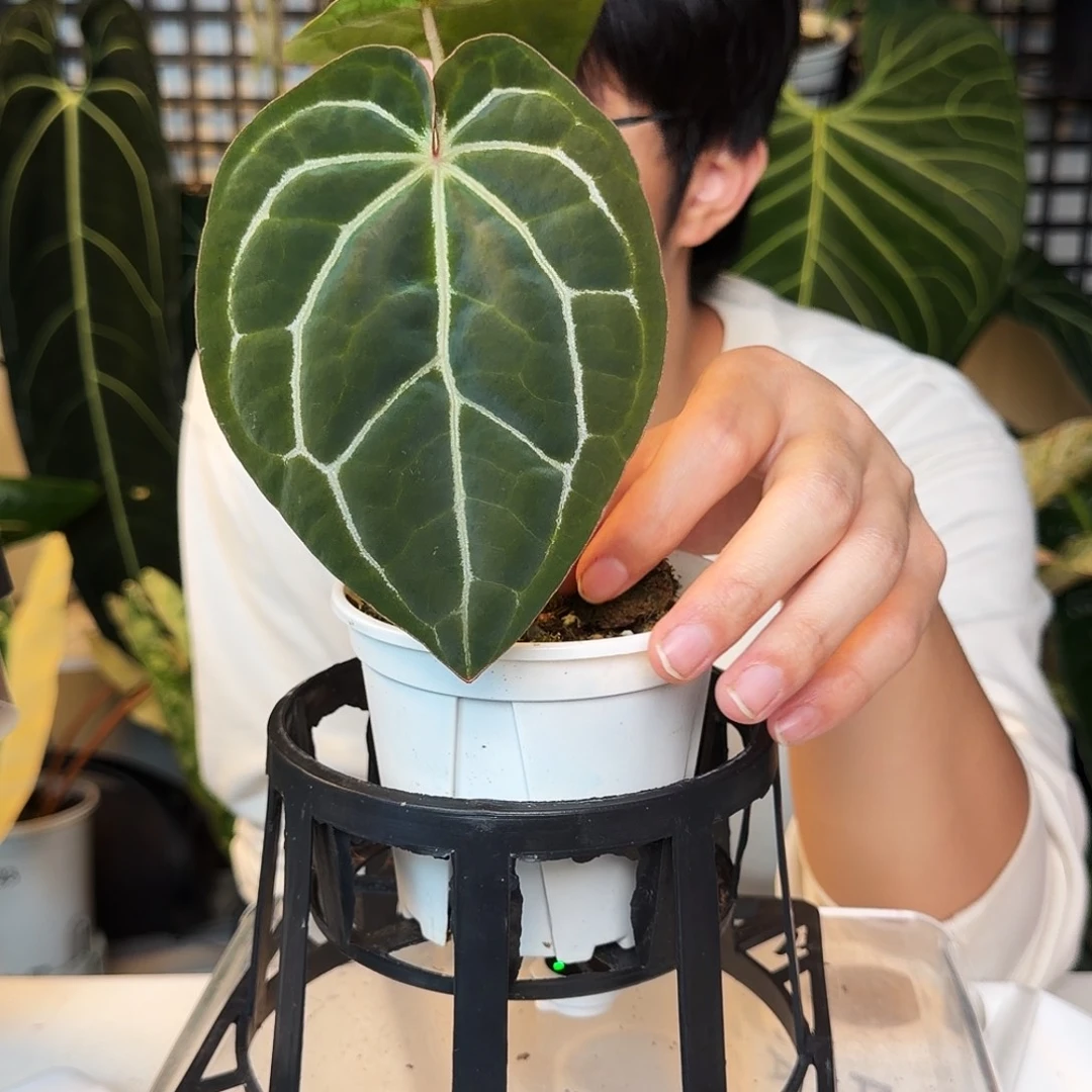 完全开放Q186米歇尔南美水晶杂卡拉