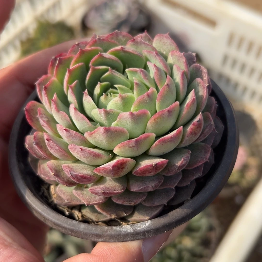 多肉植物多肉植物